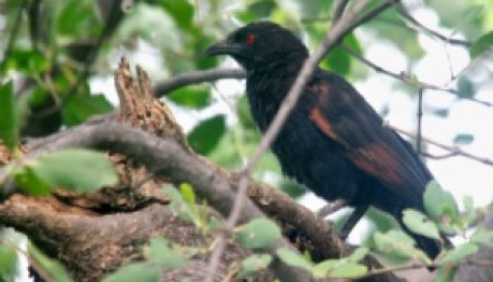 cara-merawat-burung-bubut