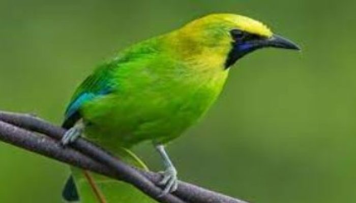 cara-perawatan-burung-cucak-ranting-mabung