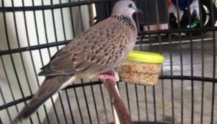suara-burung-derkuku-pikat-mp3