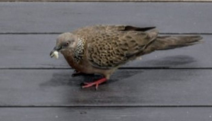 cara-merawat-burung-derkuku-agar-cepat-gacor