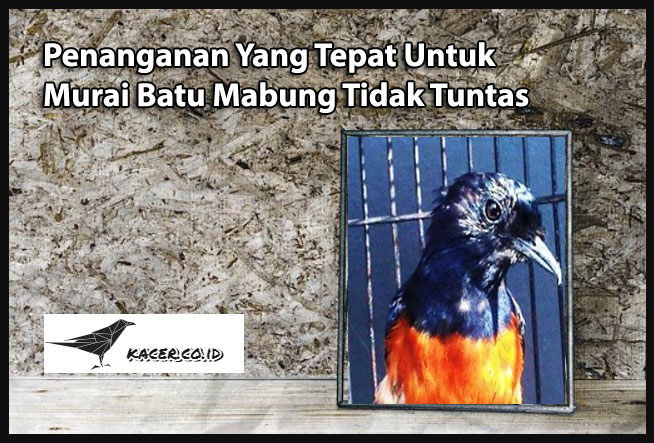 Penanganan Yang Tepat Untuk Murai Batu Mabung Tidak Tuntas
