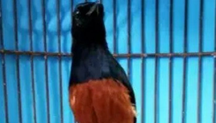 memilih-burung-murai-yang-nembak-atau-durasi-ngerol