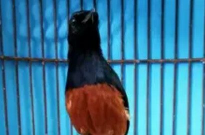 Memilih Burung Murai Yang Nembak Atau Durasi Ngerol