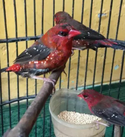 Cara Mudah Perawatan Strawberry Finch Agar Cepat Gacor