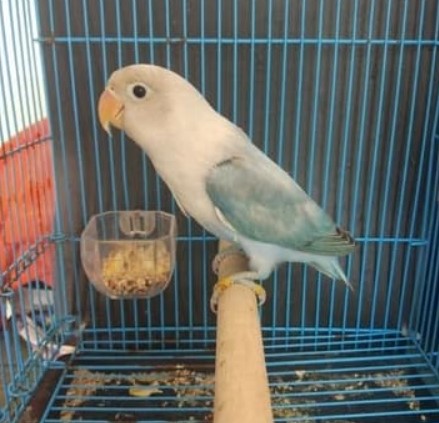 Memahami Karakter Lovebird Pasbir Beserta Harga Terbaru 2020