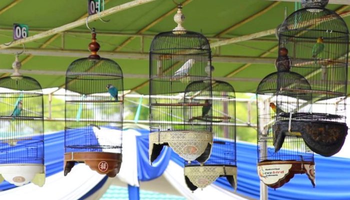 mengenal-lomba-burung-lovebird