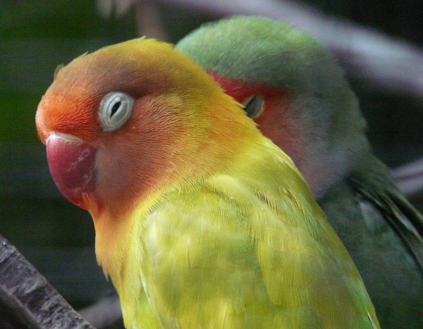7 Penyakit Burung Lovebird Dan Solusinya