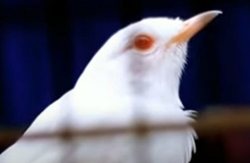 Tips Sukses Usaha Ternak Murai Batu Albino