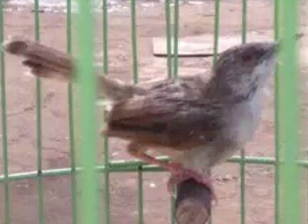5 Jenis Makanan Burung Ciblek Agar Gacor Ngebren Siang Malam