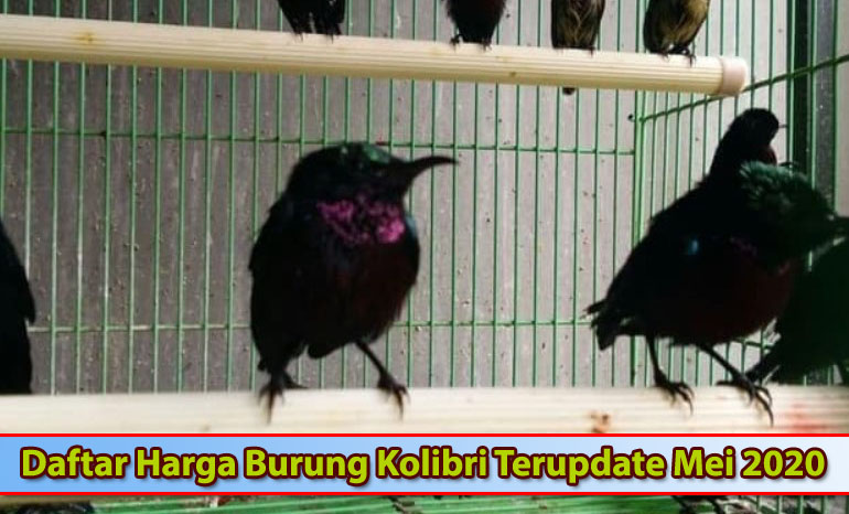Daftar Harga Burung Kolibri Terupdate Mei 2020
