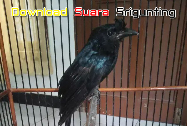 Download Suara Srigunting Terbaik Gacor Untuk Masteran