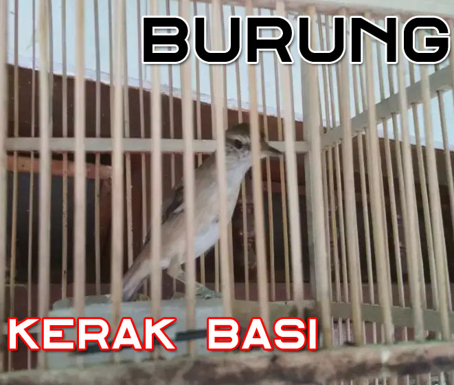 Mengenal Jenis Burung Kerak Basi Harga Dan Suara