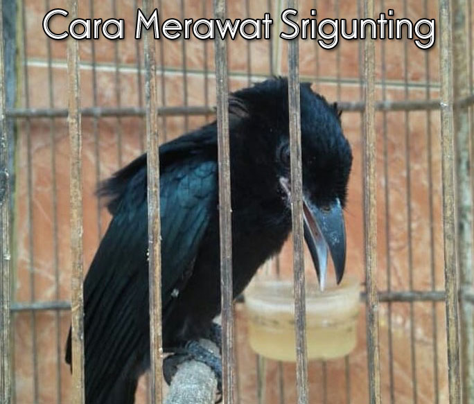 Tips Mudah Cara Merawat Srigunting Agar Cepat Gacor
