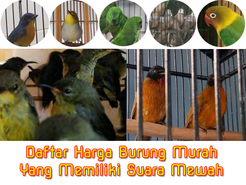 Daftar Harga Burung Murah Yang Memiliki Suara Mewah