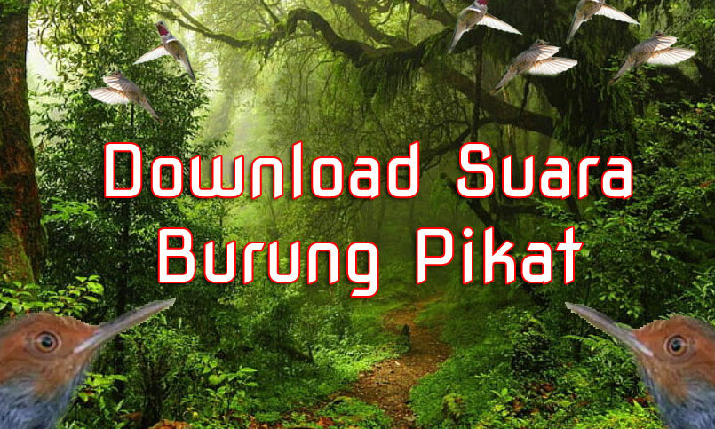 Download Suara Burung Pikat Kompilasi Dijamin Ampuh