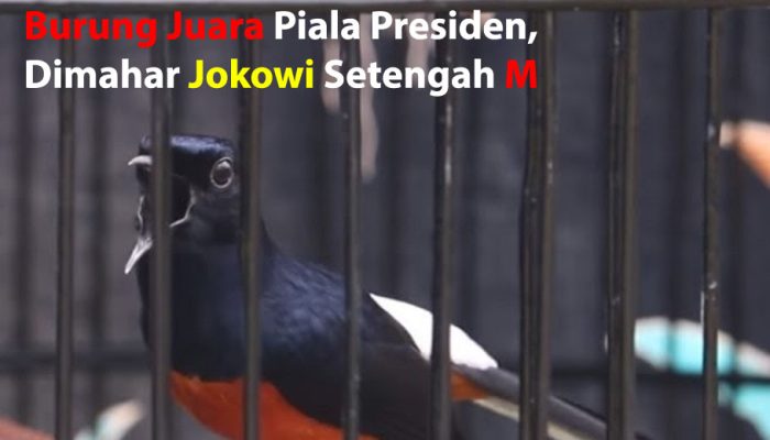 inilah-burung-juara-piala-presiden,-dimahar-jokowi-setengah-m