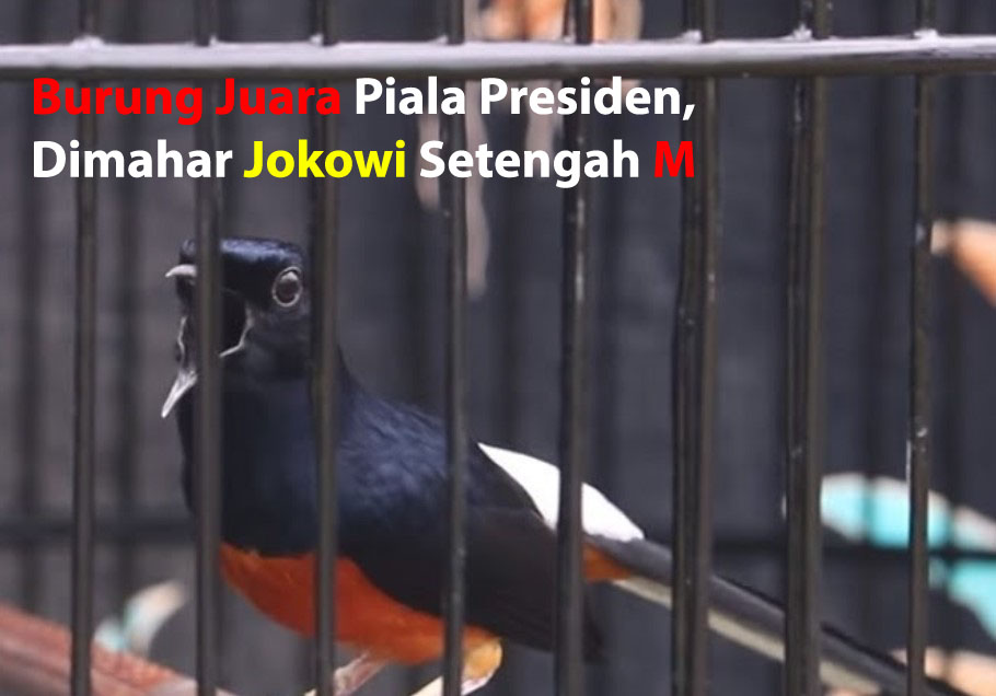 Inilah Burung Juara Piala Presiden, Dimahar Jokowi Setengah M