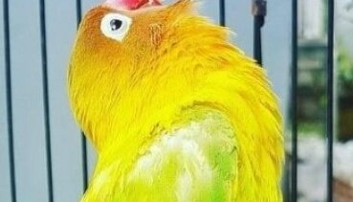 download-suara-lovebird-ngekek-panjang-mp3