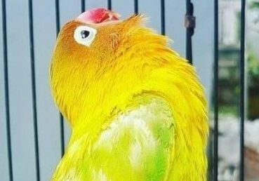 Download Suara Lovebird Ngekek Panjang MP3