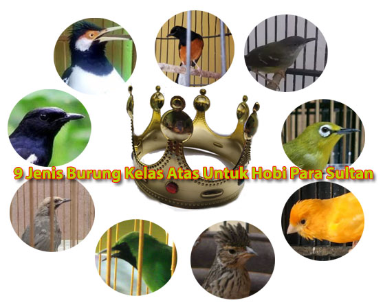 9 Jenis Burung Kelas Atas Untuk Hobi Para Sultan