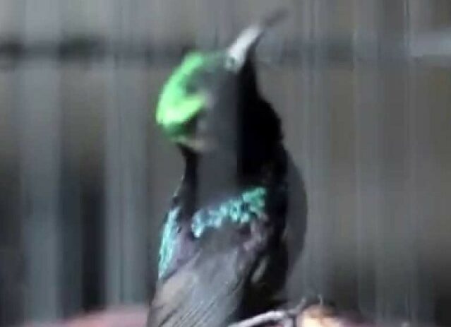 5 Jenis Burung Terlaris 2020 Yang Banyak Dicari