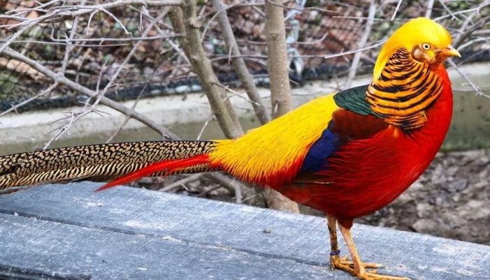6-macam-burung-paling-cantik-dan-menarik-di-dunia