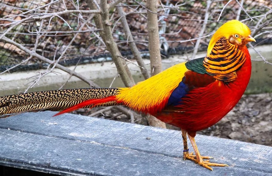 6 Macam Burung Paling Cantik Dan Menarik Di Dunia