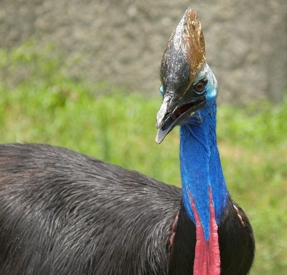 5 Jenis Burung Berbahaya Yang Ada Di Dunia