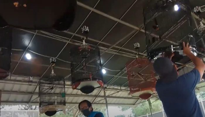 7-kontes-burung-kicau-yang-tren-di-bandar-lampung