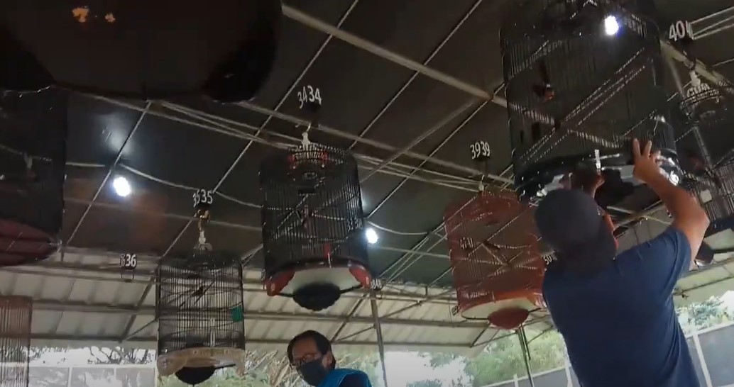 7 Kontes Burung Kicau Yang Tren Di Bandar Lampung