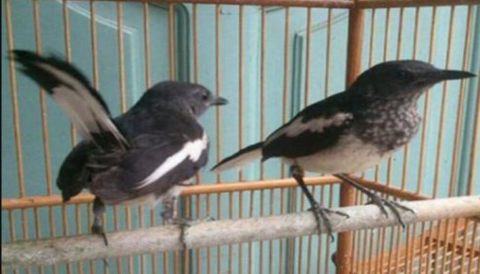 download-pancingan-suara-burung-kacer-betina-langsung-nyaut