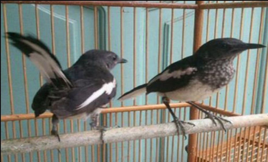 Download Pancingan Suara Burung Kacer Betina Langsung Nyaut