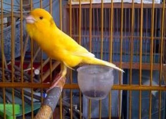 4 Tips Cara Memilih Kenari Prospekan Yang Bagus