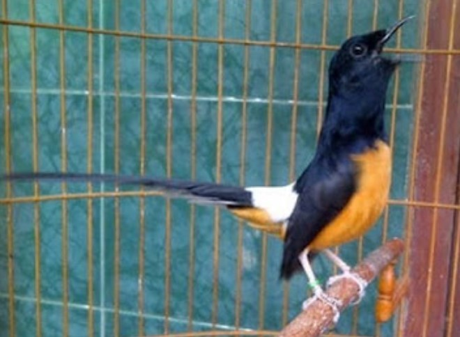 Inilah Ciri Murai Batu Siap Di Lombakan
