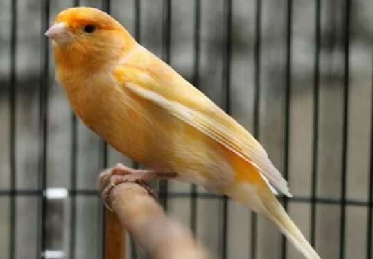 Inilah Manfaat Burung Kenari Untuk Peliharaan Dirumah