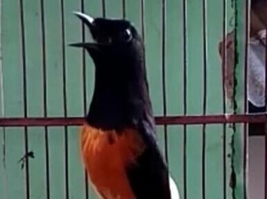 Daftar Harga Burung Murai Batu Terbaru Di Tahun 2021