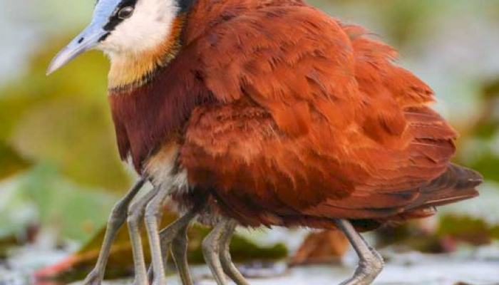 6-burung-unik-di-dunia-yang-jarang-di-jumpai-keberadaannya