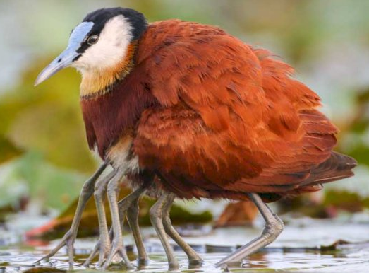 6 Burung Unik Di Dunia Yang Jarang Di Jumpai Keberadaannya