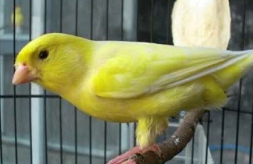 Tips Mengatasi Burung Kenari Sering Ngeruji