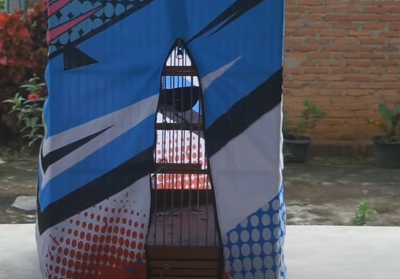 Manfaat Terapi Sauna Untuk Burung Kacer