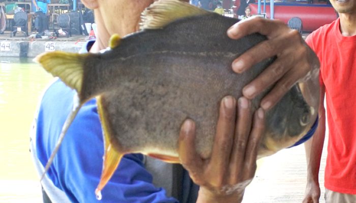 tips-sukses-mancing-galatama-bawal