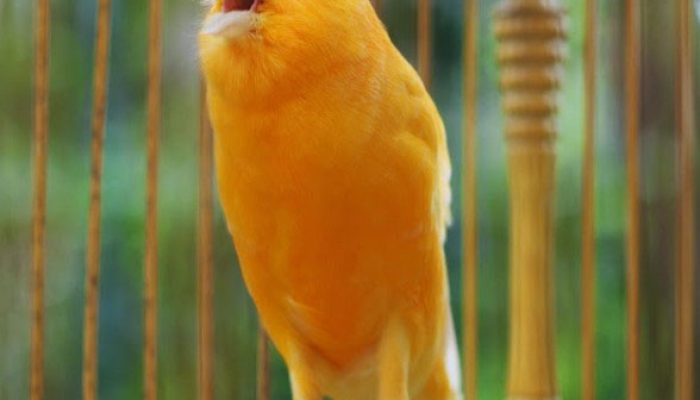 download-suara-burung-kenari-gacor-mp3