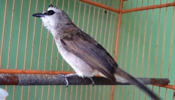 cara-mudah-perawatan-trucukan-yang-tepat