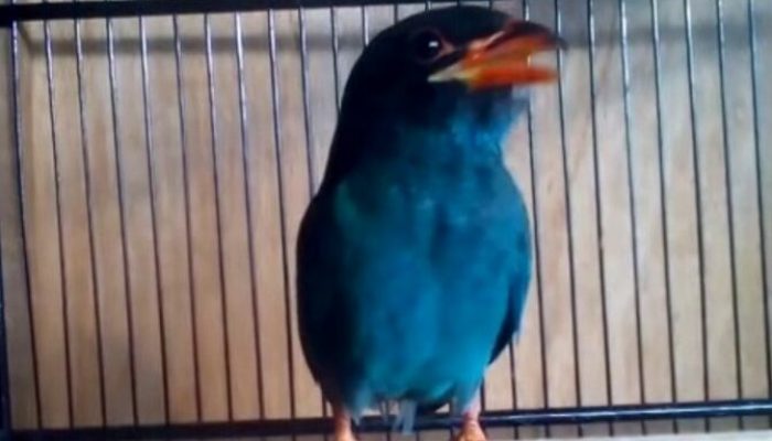 harga-pasaran-burung-tengkek-buto