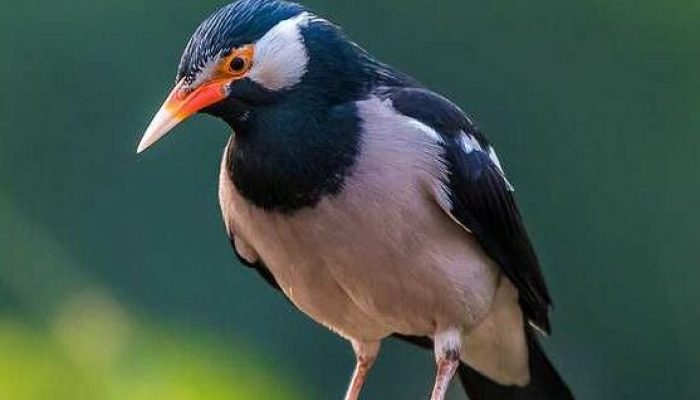 inilah-3-jenis-burung-jalak-yang-baik-untuk-dipelihara