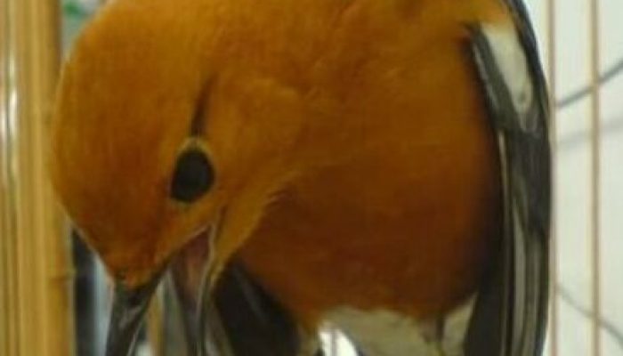 download-suara-anis-merah-mp3-auto-gacor,-ngeplong,-teler