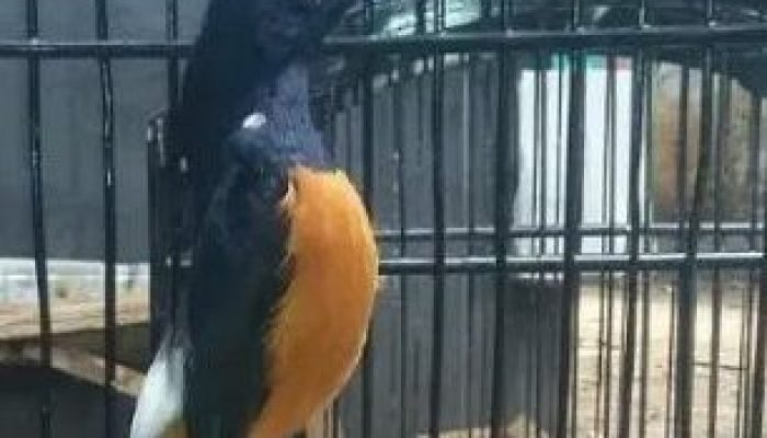 6-cara-memilih-burung-murai-batu-berkualitas