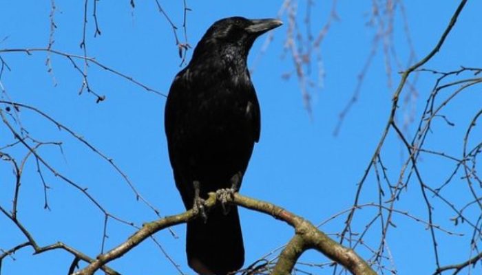 mengungkap-fakta-dibalik-mitos-jenis-burung-gagak-di-indonesia