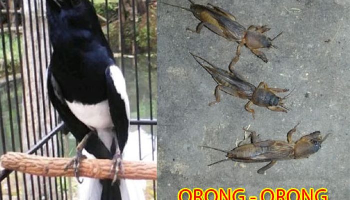 manfaat-orong-orong-untuk-jenis-burung-kacer