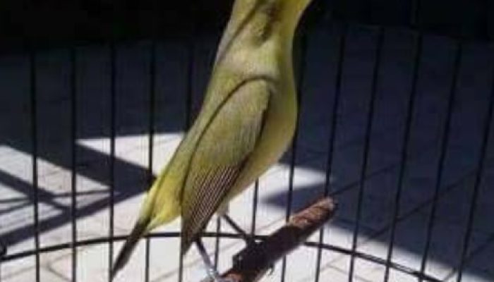 menyiapkan-pleci-ke-kontes